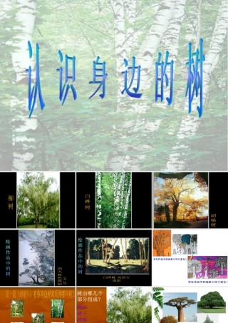 人美版小学美术二年级下册课时课件-《认识身边的树》课件3.ppt