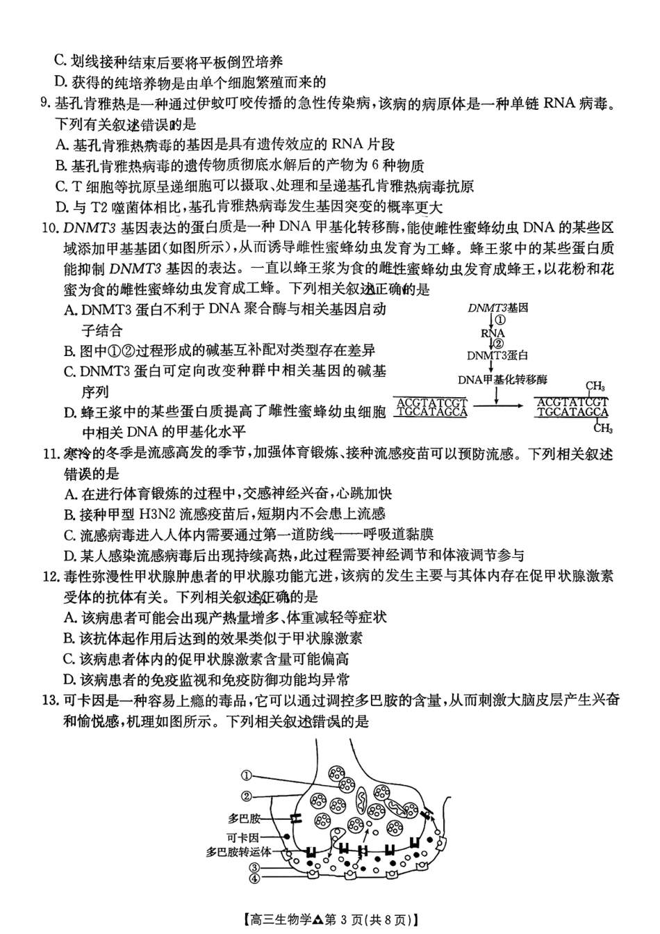 金太阳2026届高三联考313C生物试题.pdf_第3页