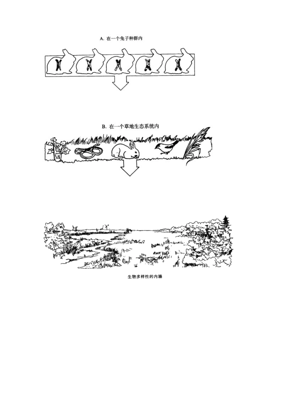 【培优练习】《认识生物的多样性》(生物人教八年级上册).doc_第3页