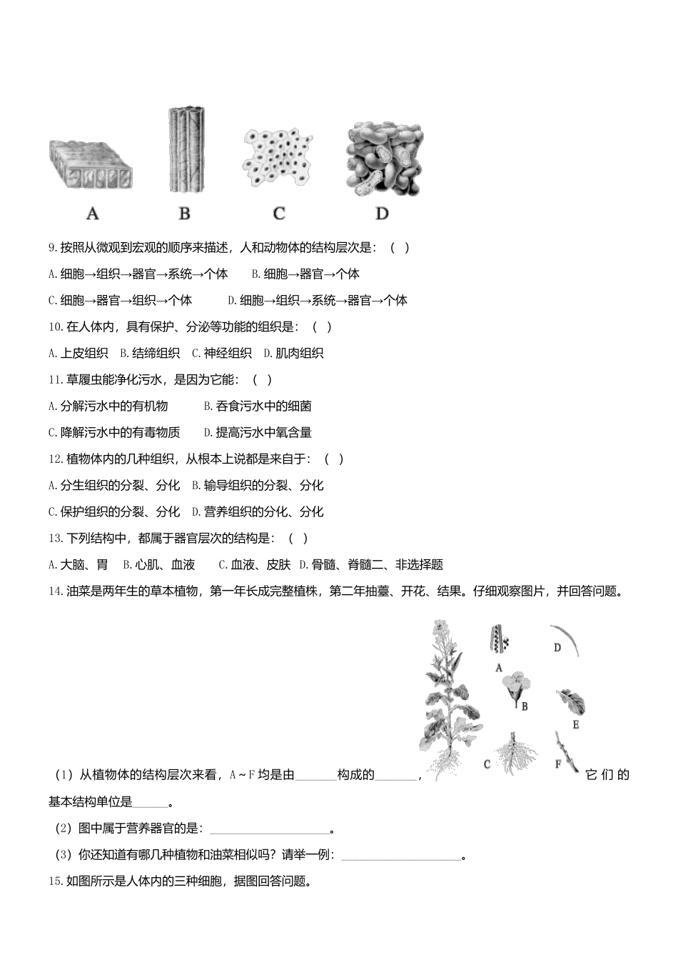 人教生物七年级上-2.2 细胞怎样构成生物体同步练习.doc_第2页