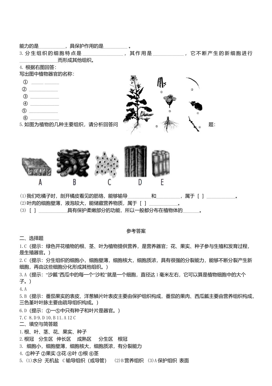 人教生物七年级上-2.2.3 植物体的结构层次 同步练习.doc_第2页