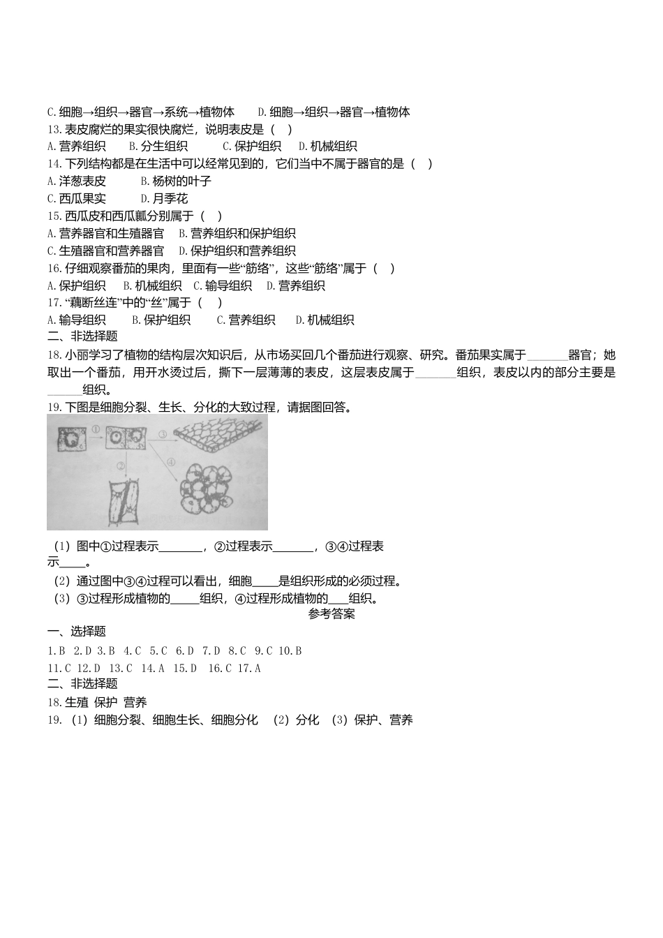 人教生物七年级上-2.2.3 植物体的结构层次双基双测.doc_第2页