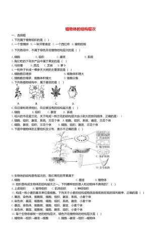 人教生物七年级上-2.2.3 植物体的结构层次双基双测.doc