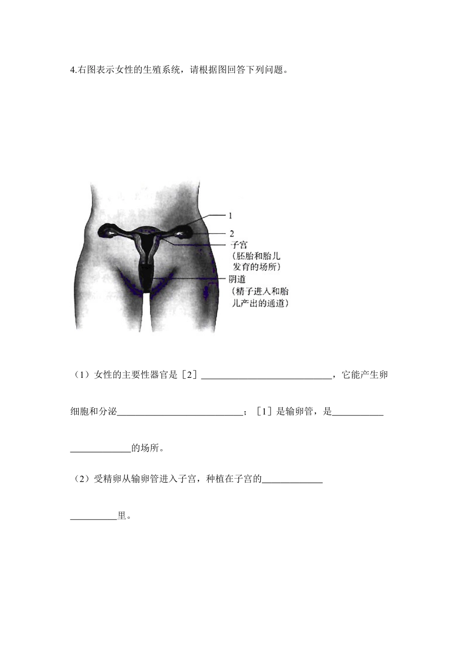 生物七年级下册-《人的生殖》同步练习.doc_第2页