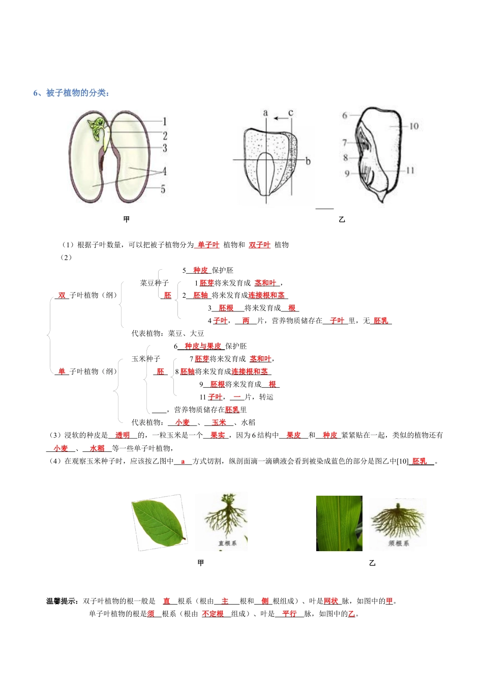 2026年生物会考知识梳理-专题03 生物圈中的绿色植物(背诵版).docx_第2页
